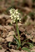 Dactylorhiza romana